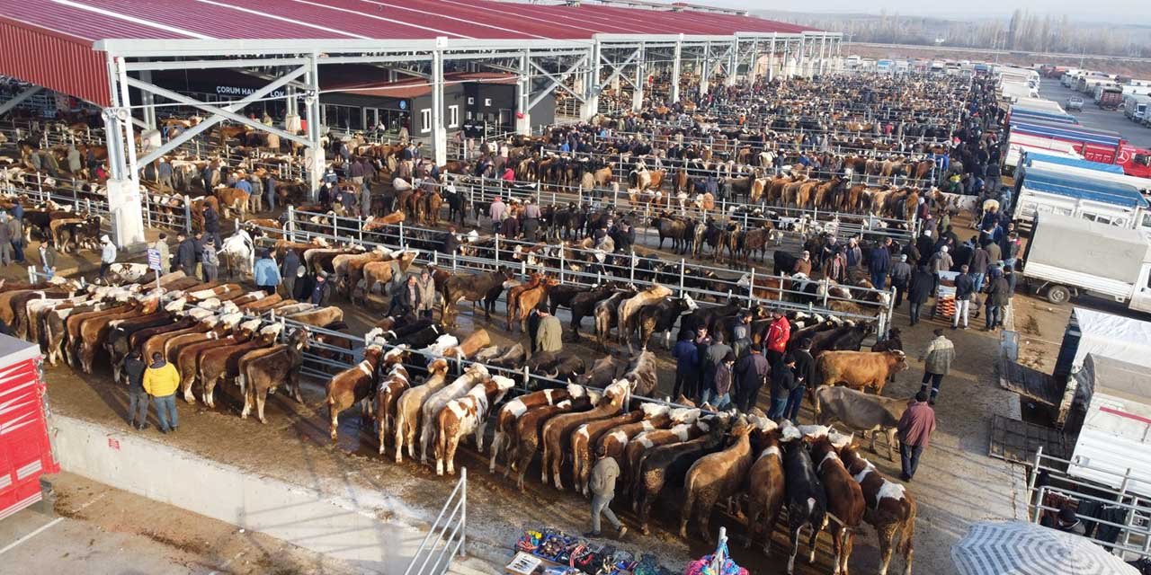 Kırıkkale’de hayvanlarda şap riski görülmedi