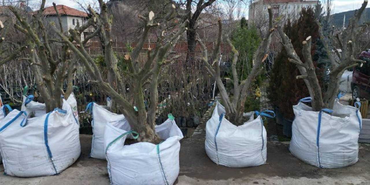 Osmancık’ta zeytin yetiştiriciliğine ilgi her geçen gün artıyor