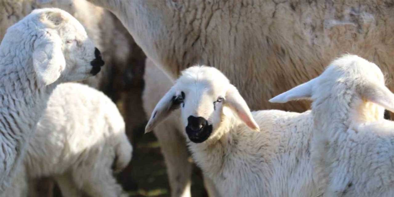 Süt kuzularının anneleriyle buluşma anı dron ile görüntülendi