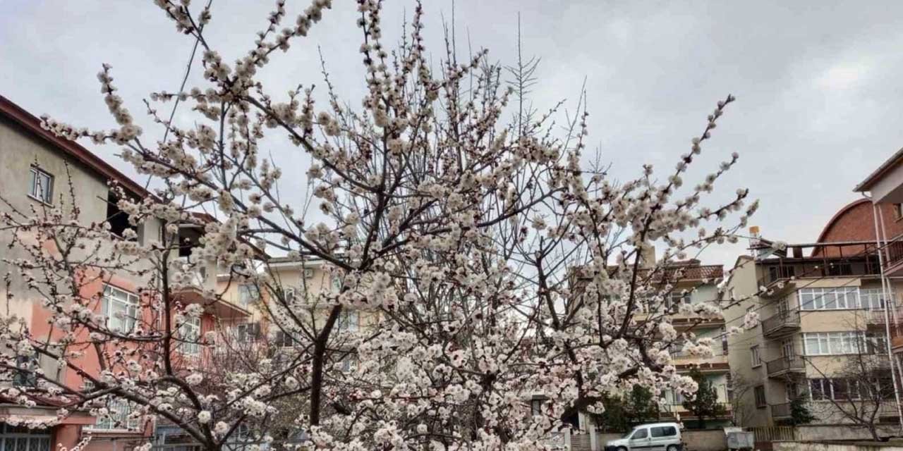 Kırıkkale’de meyve ağaçları çiçek açtı