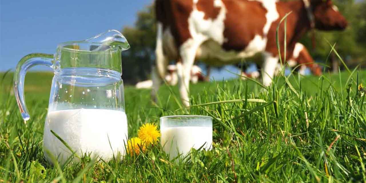 Ocak’ta 915 bin 522 ton inek sütü toplandı