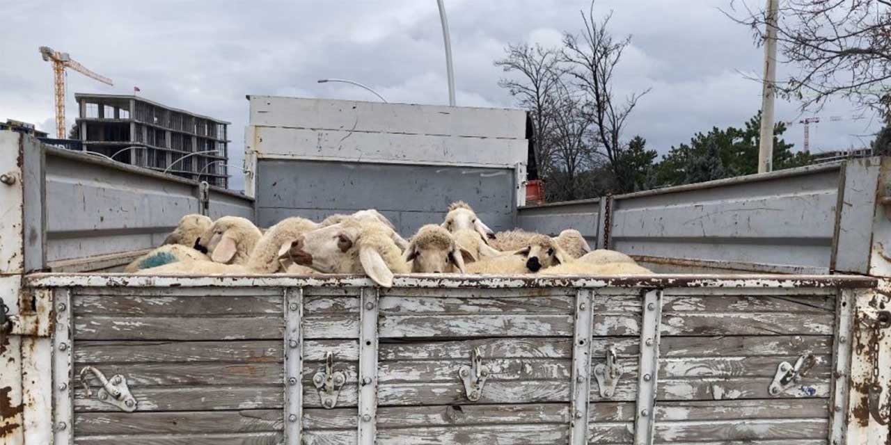 Ankara’da küçükbaş hayvan yüklü kamyon devrildi!