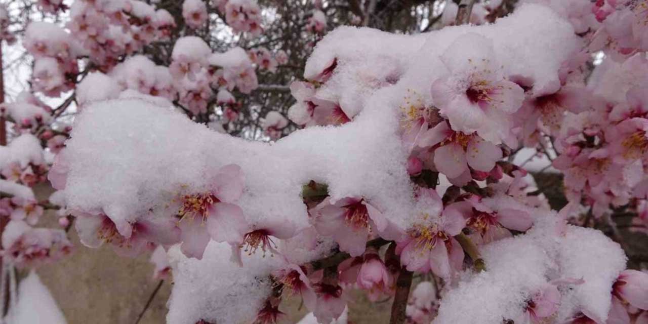 Yozgat’ta erken çiçek açan badem ağaçları kar altında kaldı
