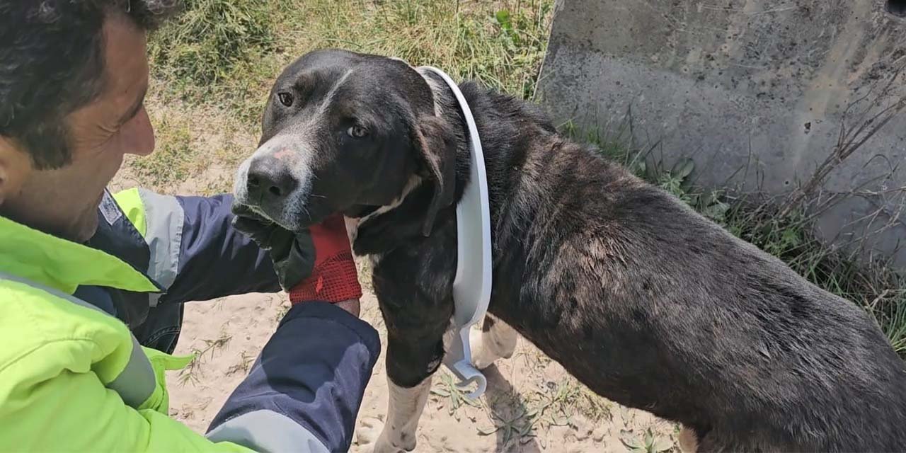 Başını klozet kapağına sıkıştıran yaramaz köpeği belediye ekipleri kurtardı