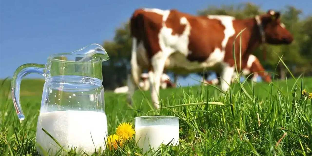 897 bin 379 ton inek sütü toplandı