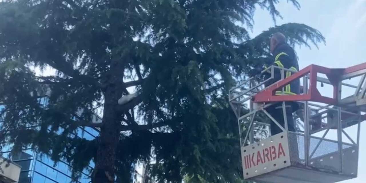 Ağaçta mahsur kalan yavru kediyi itfaiye ekipleri kurtardı