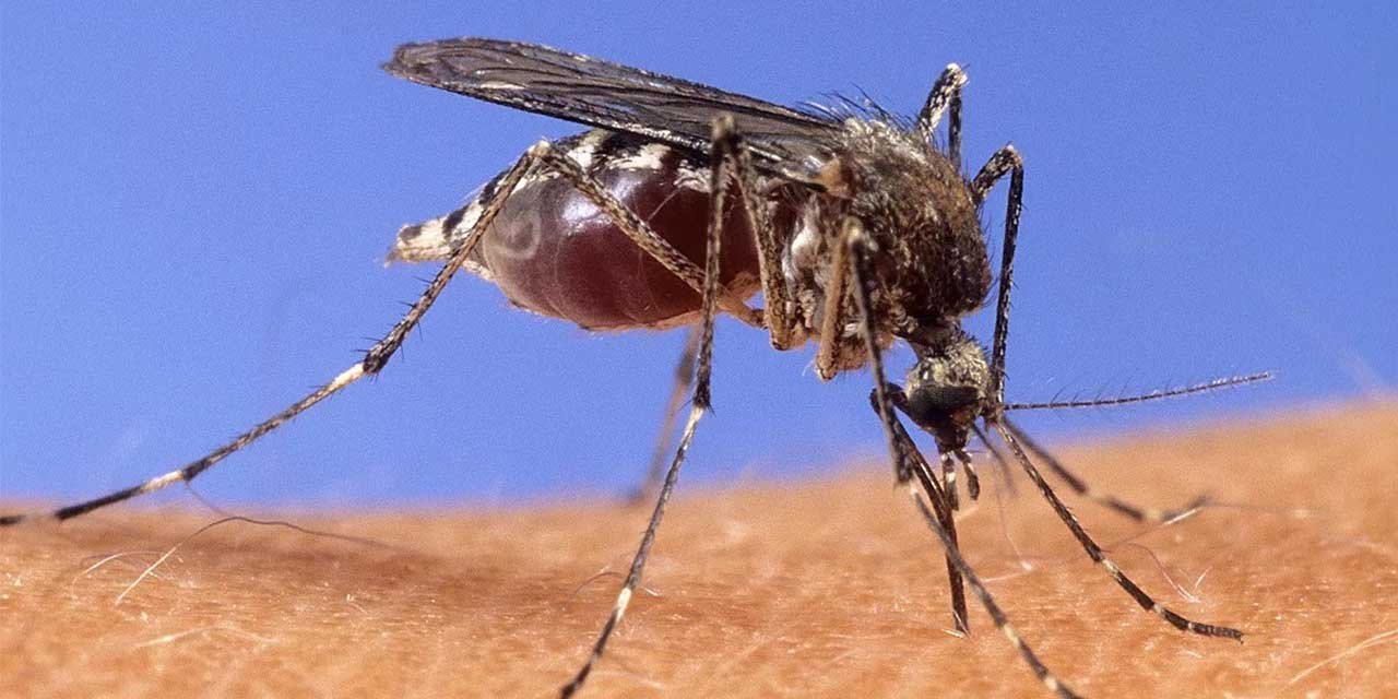 Sivrisinek ısırığını ihmal etmeyin!