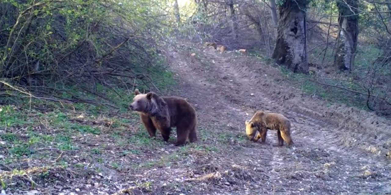 Anne ayı ve yavrusu fotokapana takıldı