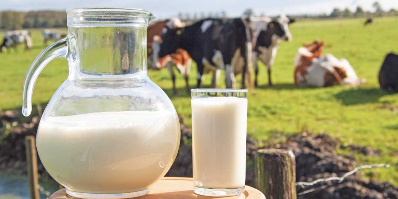 Bir ayda 901 bin 485 ton süt içtik