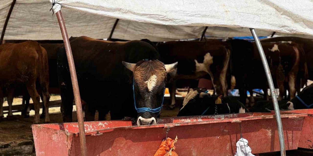 Sincan’da Çimşit ve Yenikent kurban pazarları kuruldu