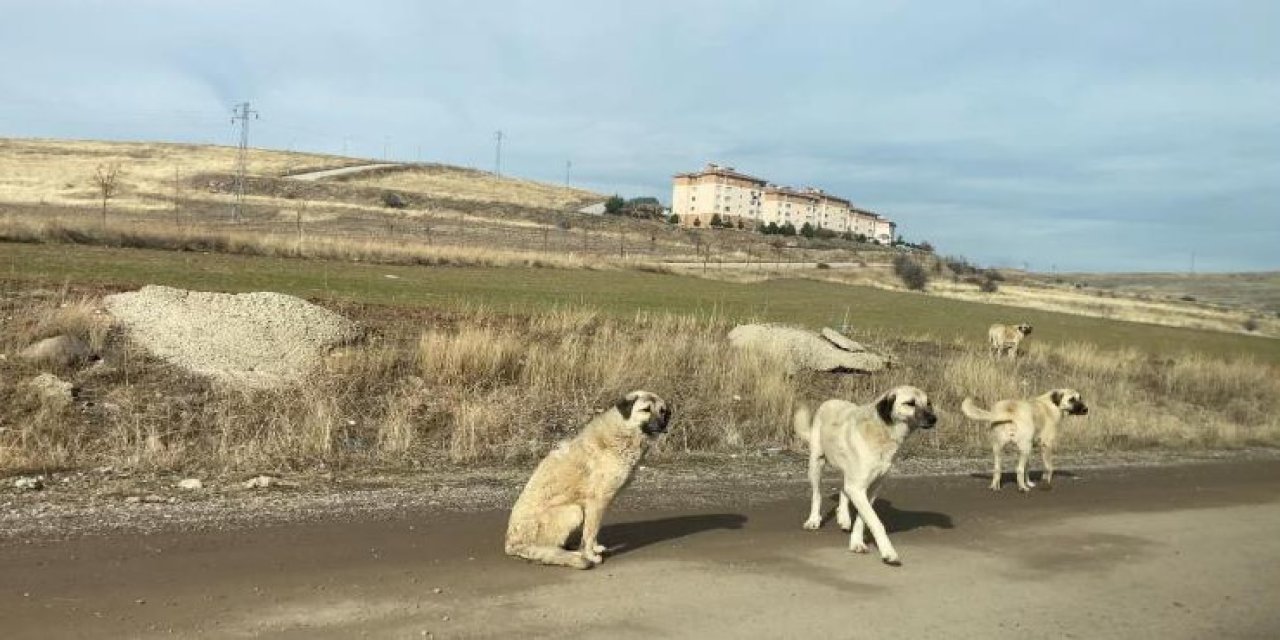 Ankara’da parkta yürüyen vatandaş başıboş köpeklerin saldırısına uğradı