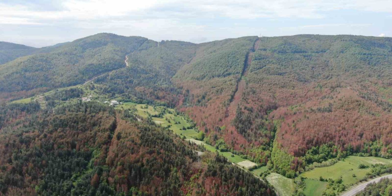 Haziran ayında sonbahar manzarası: Ormanlar kahverengiye büründü