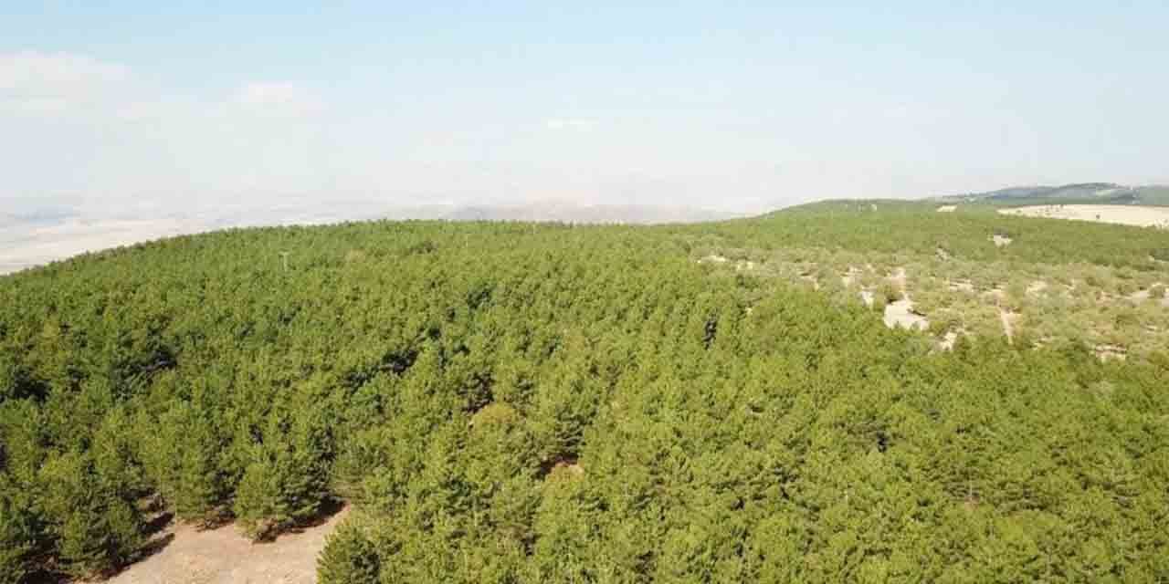 Kırıkkale'de ormanlık alanlara giriş yasaklandı!