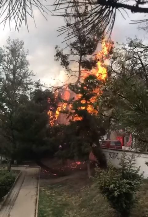 Çam ağacı alevlere teslim oldu