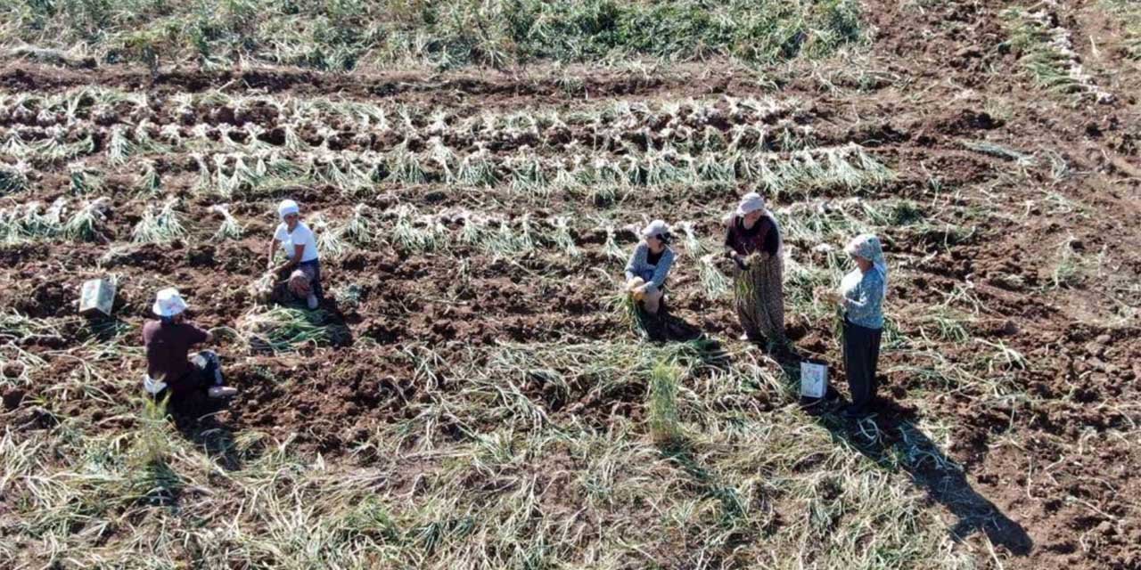 Dünyaca ünlü Taşköprü sarımsağınıda hasat başladı