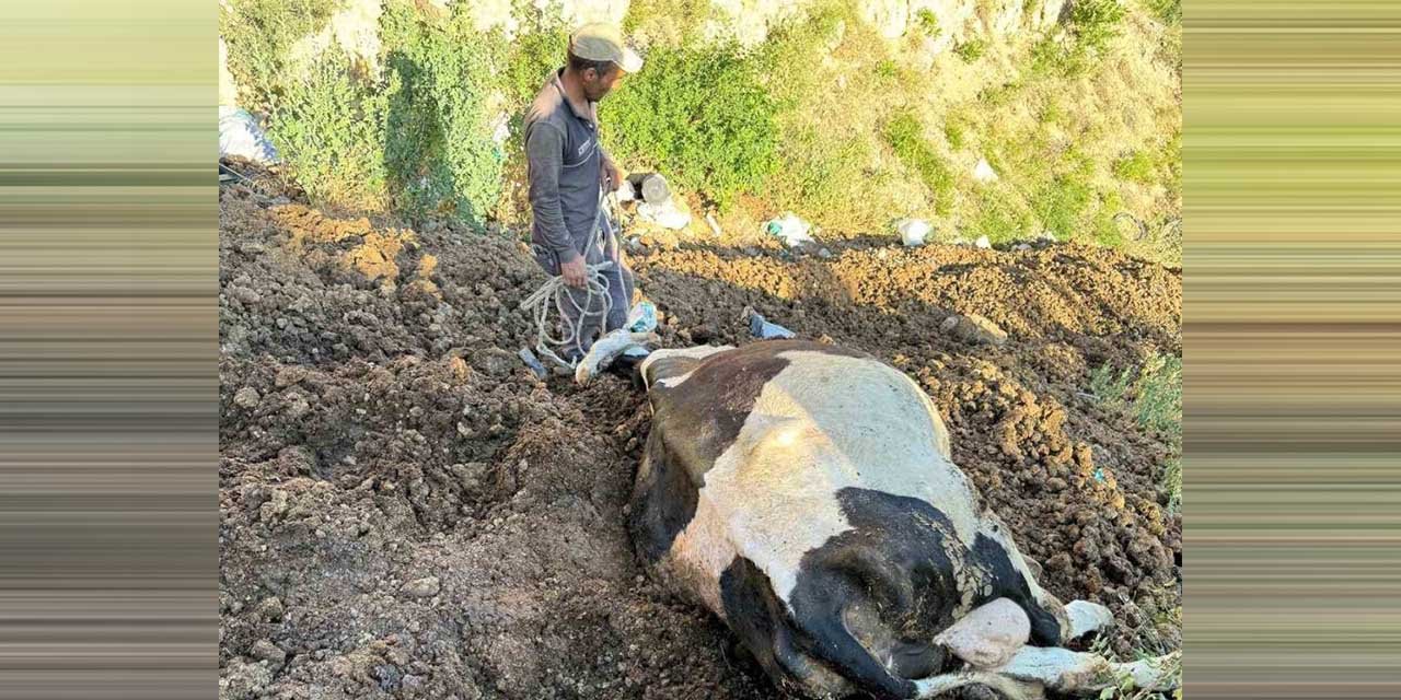 Uçurumdan düşen inek kurtarılmayı bekliyor