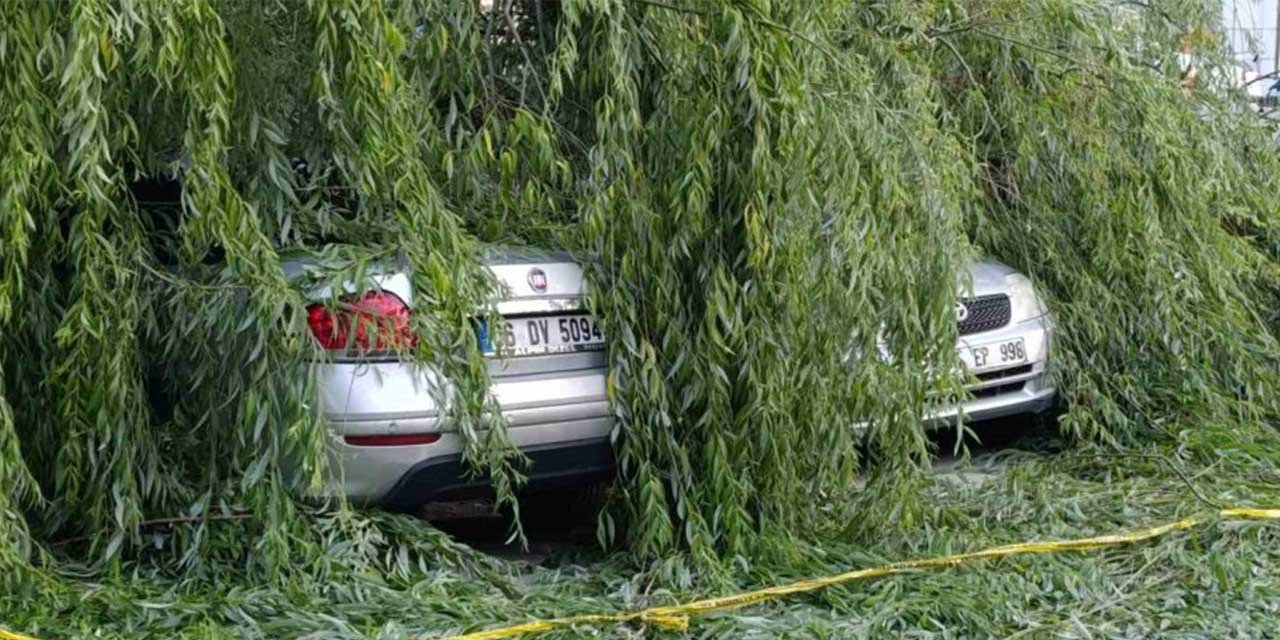 Ankara’da söğüt ağacı park halindeki araçların üzerine devrildi