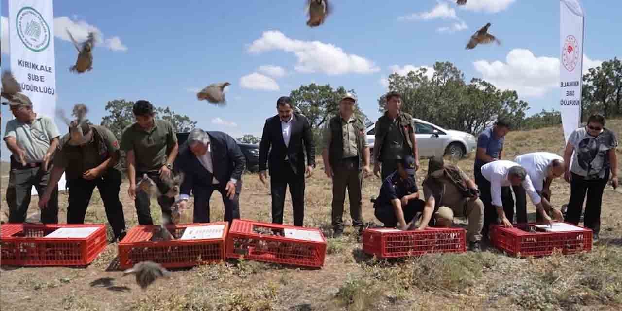 Kırıkkale’de kene ile mücadele için keklikler doğaya salındı
