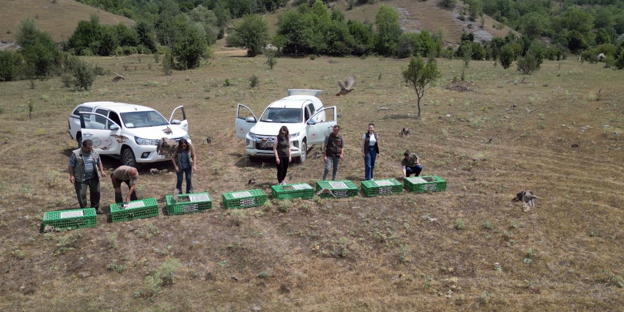 Kastamonu’da doğaya 900 keklik salındı