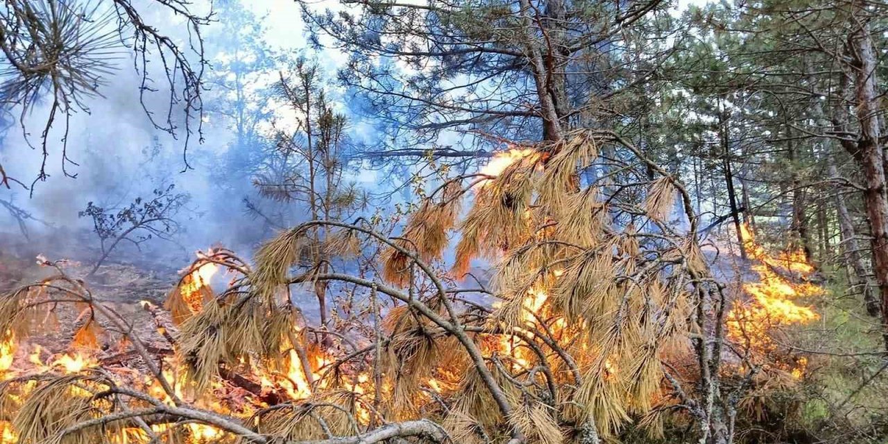 Kastamonu’da çıkan orman yangını büyümeden söndürüldü