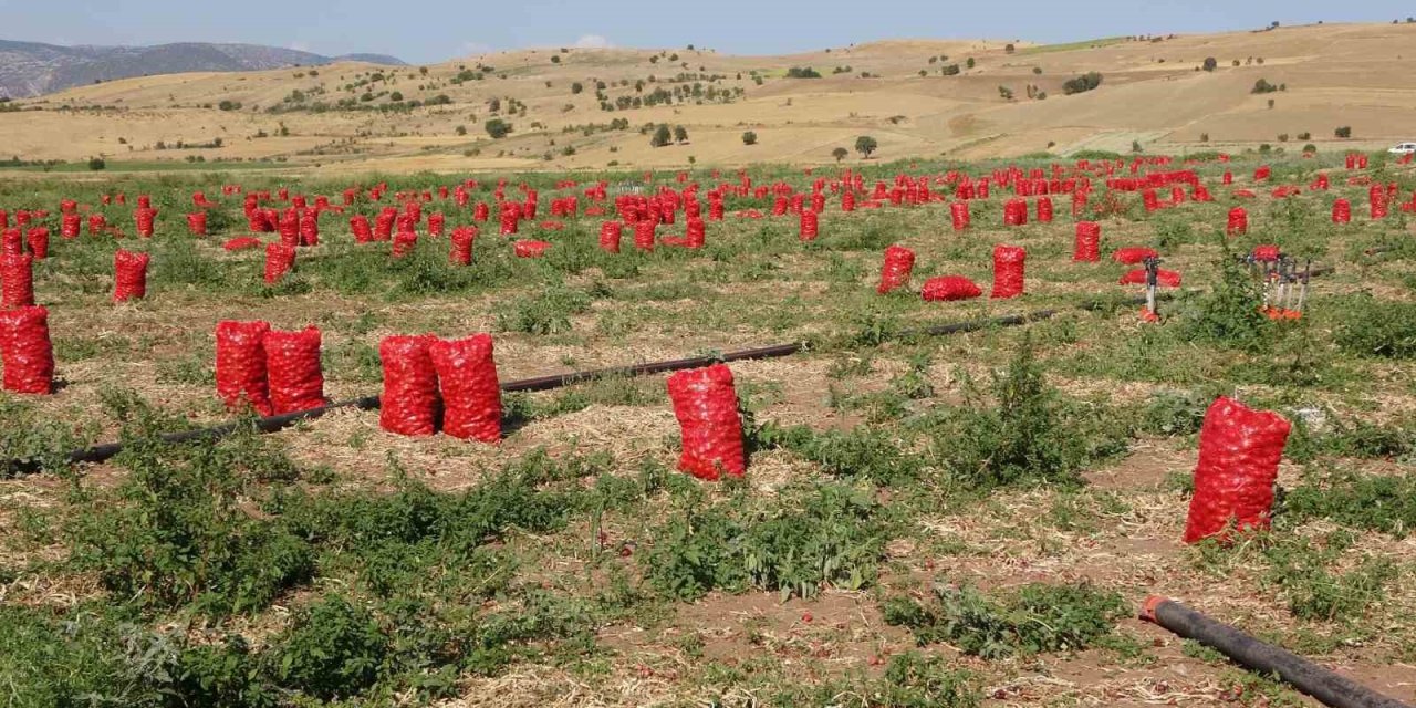 Soğanın tarlada fiyatı 4 TL