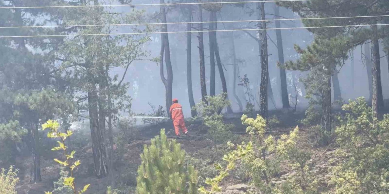 Kastamonu’da orman yangını