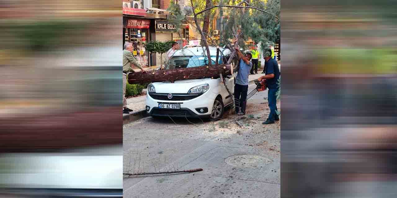 Zafer Caddesi’nde ağaç arabanın üzerine devrildi