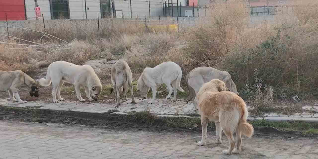 Yoldan geçen Balışeyh’e köpek bırakıyor!