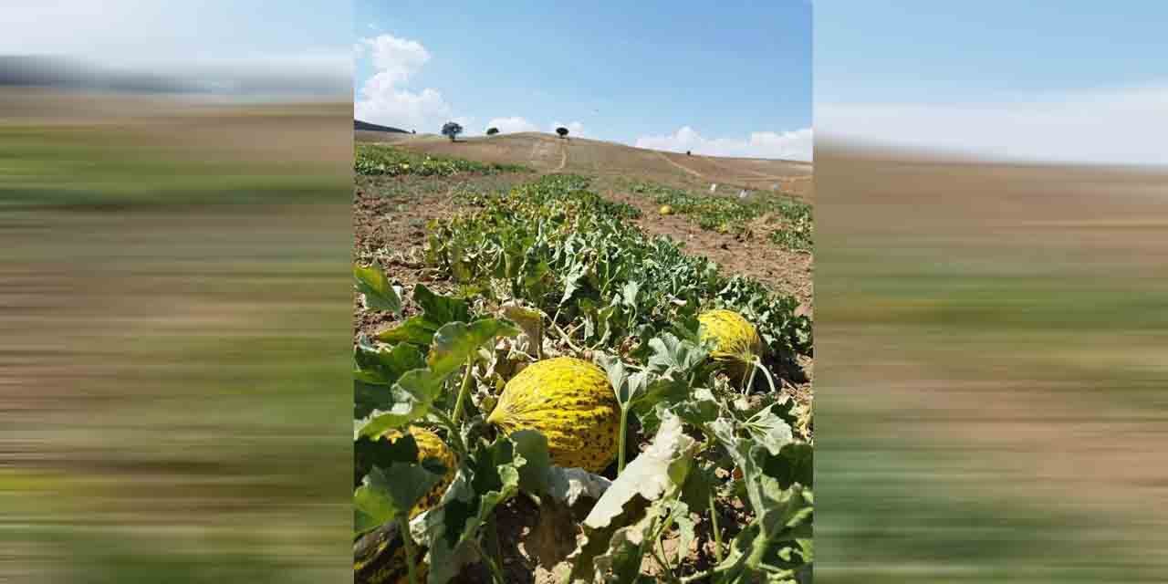 Kırıkkale’de meşhur kavunun hasadı başladı