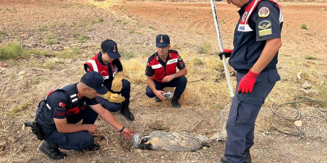 Türkiye’de nadir görülüyordu, Kırkkale'de bulundu