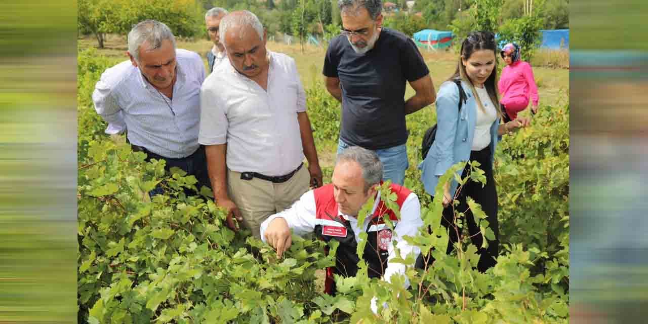 Balışeyh’te üzüm bağları incelendi