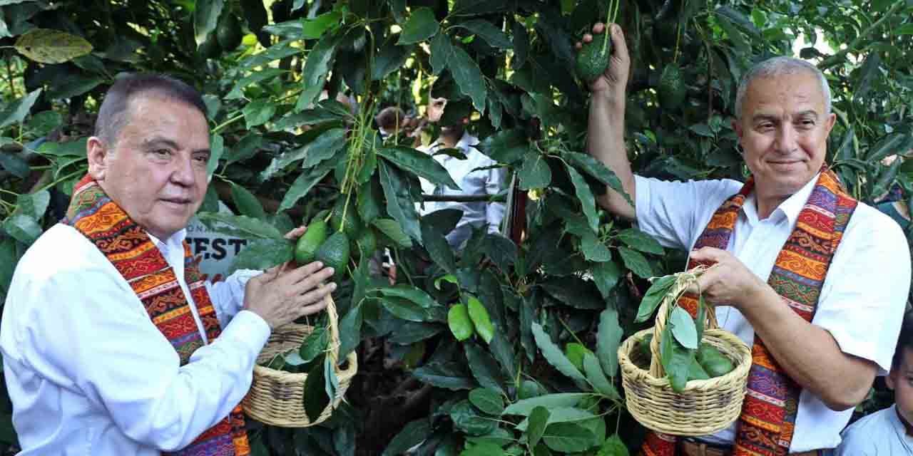 Foodfest Antalya Uluslararası Gastronomi Festivali kapsamında avokado ve mango hasadı yapıldı