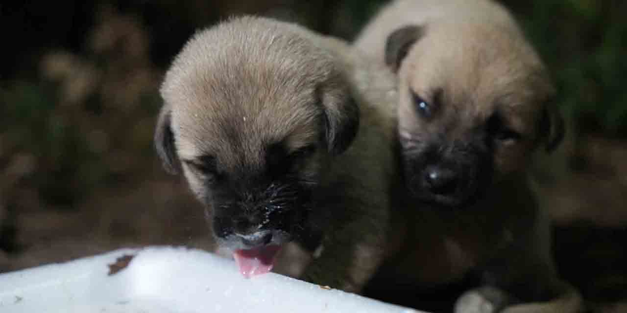 Hayvansever aile, yavru köpeklere sahip çıktı