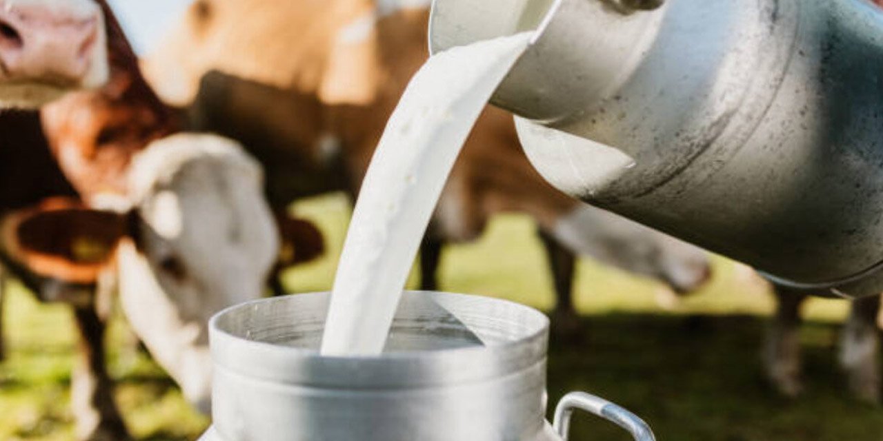 938 bin 533 ton inek sütü toplandı