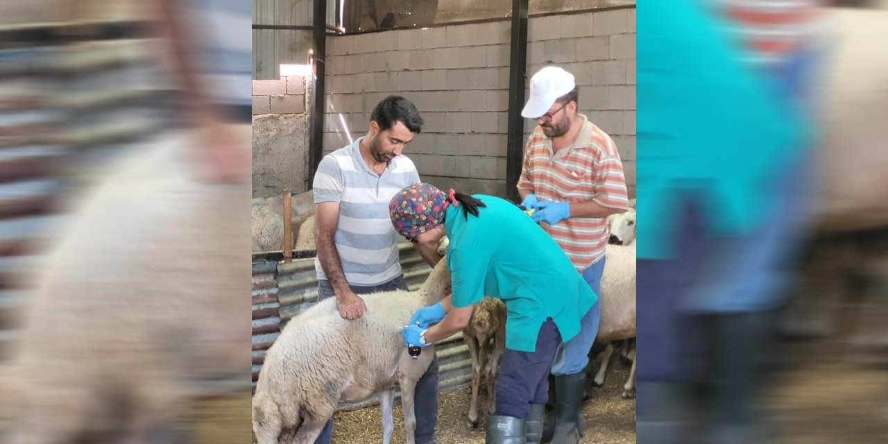 Küçükbaş hayvanlar, hastalıklara karşı aşılanıyor