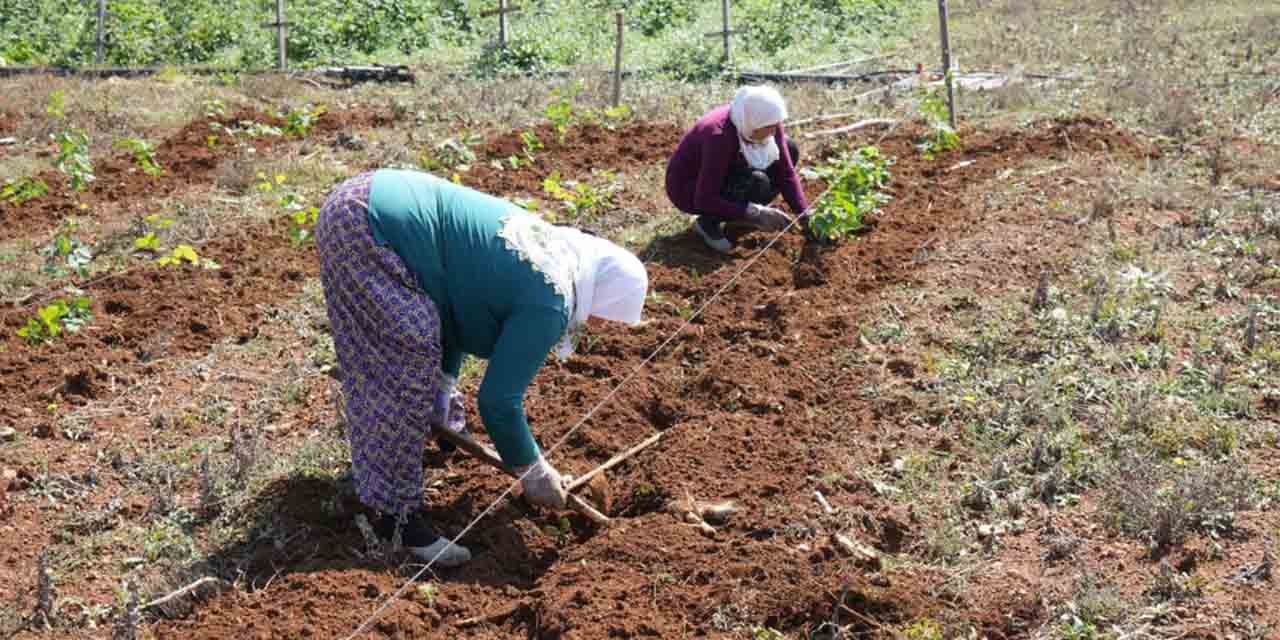 Deneme amaçlı böğürtlen dikti, şimdi siparişlere yetişemiyor