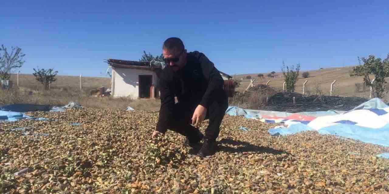 Yozgat’ta badem hasadı başladı