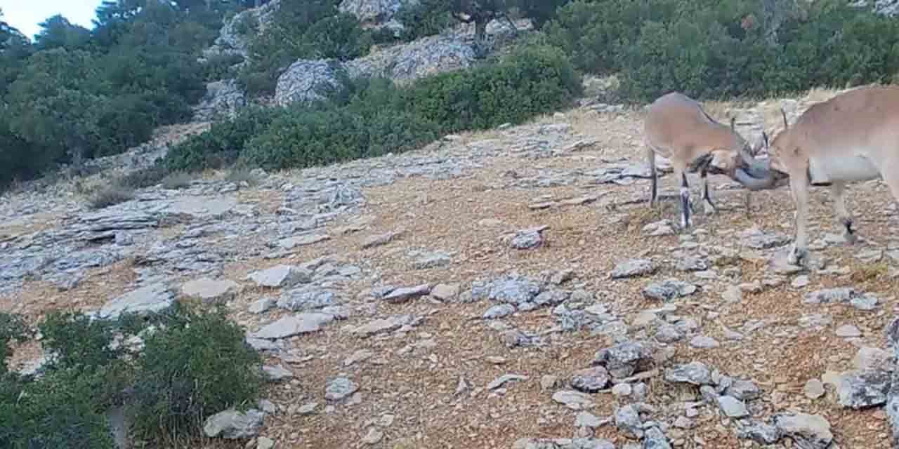 Kafa kafaya vuruşan dağ keçileri fotopakana takıldı