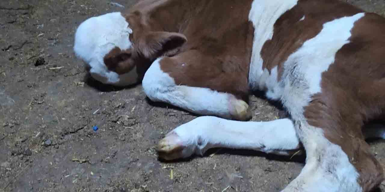 Ahırdan gelen sesleri duydu, gördüğü manzara karşısında hayrete düştü