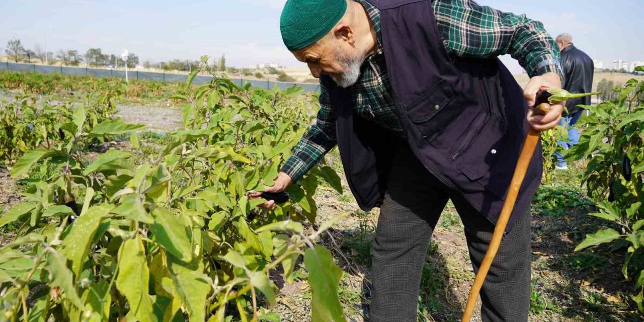 Keçiören’de huzurevi sakinleri bostanda meyve ve sebze topladı