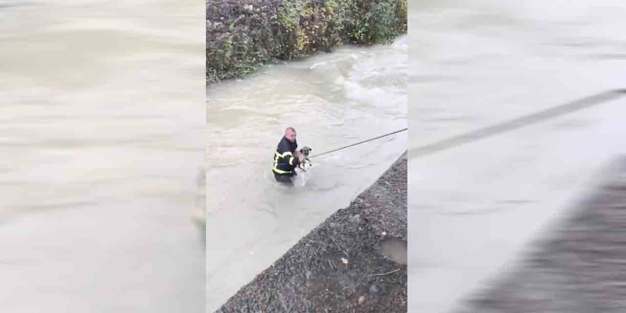 Dereye düşen köpeği boğulmaktan itfaiye ekipleri kurtardı