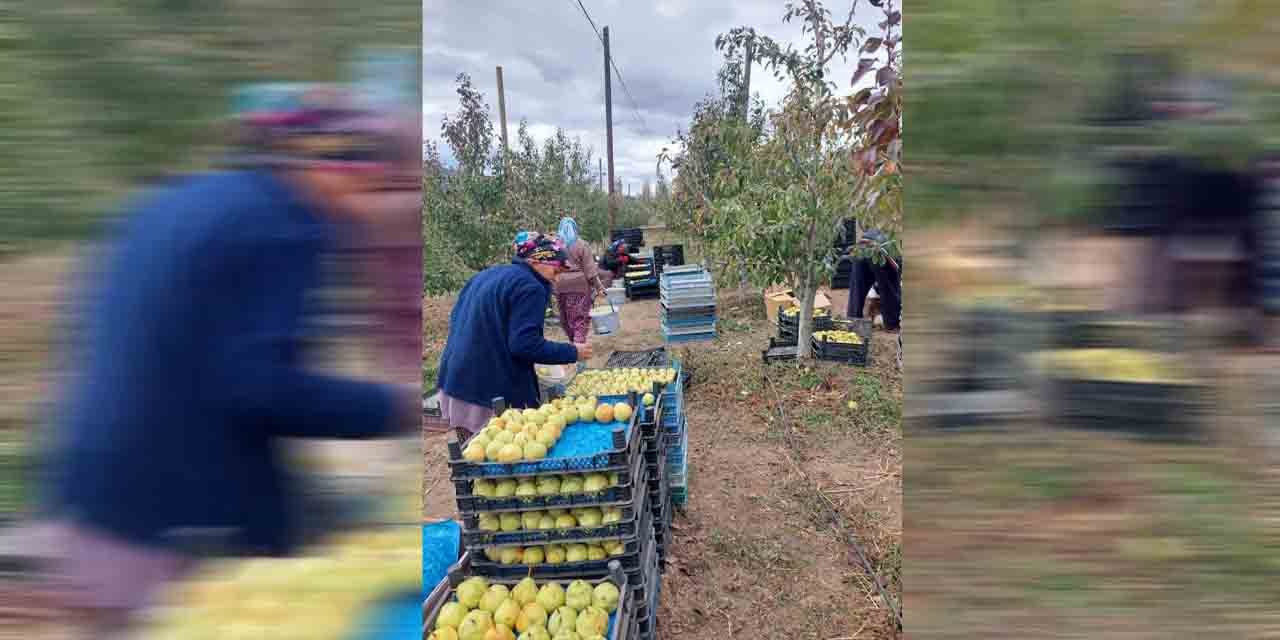 Sungurlu’da deveci armudu hasadı başladı