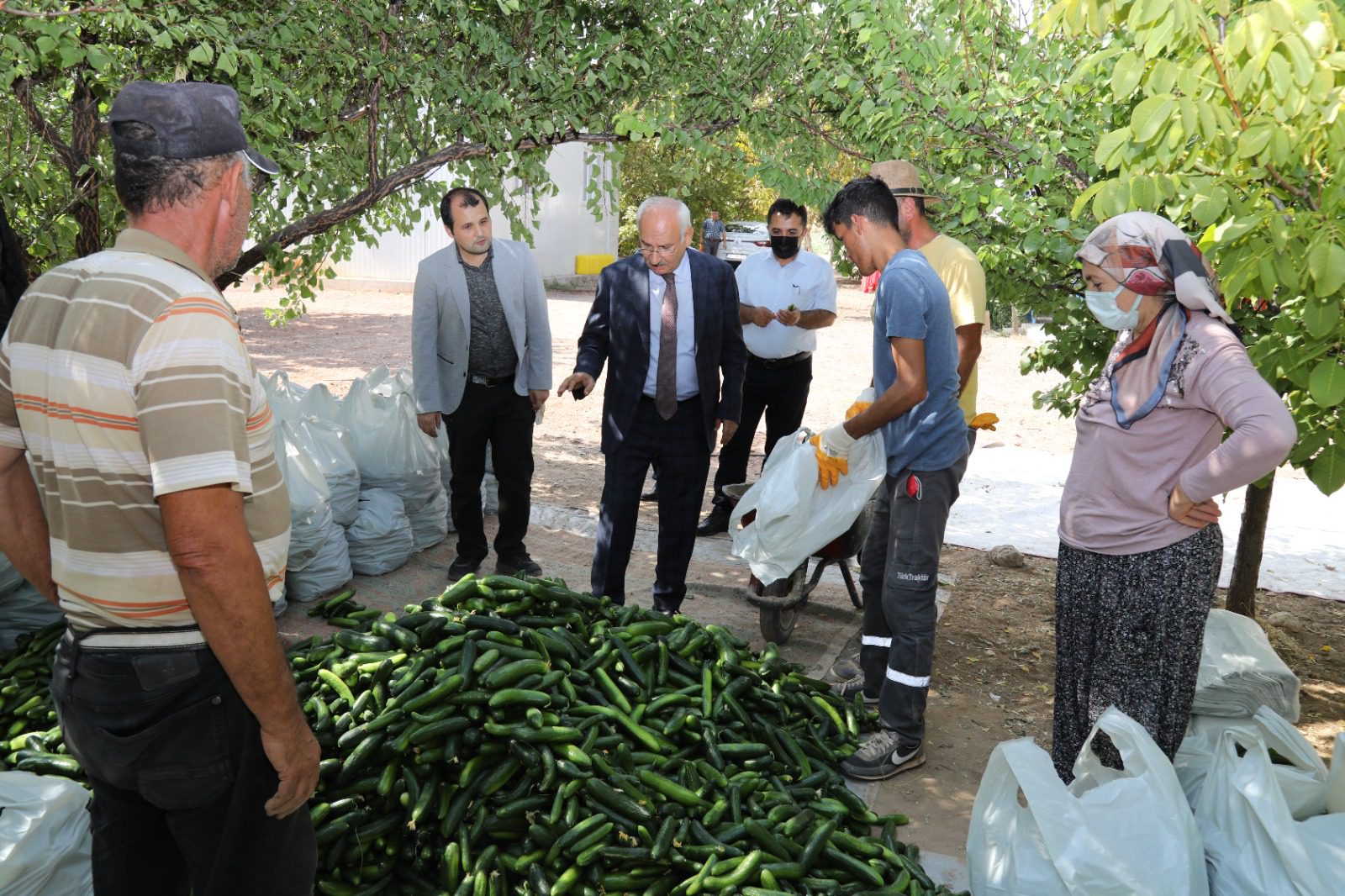 22 dekar araziden 40 ton salatalık hasadı yaptı