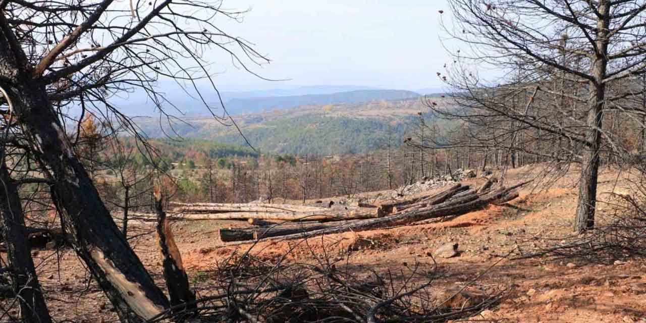 Yangında küle dönen Ilgaz Dağı yeniden yeşillenecek