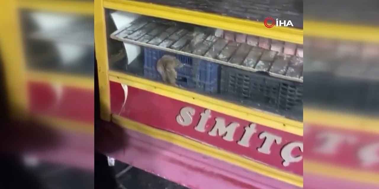 Seyyar simit tezgahında fare görüntülendi