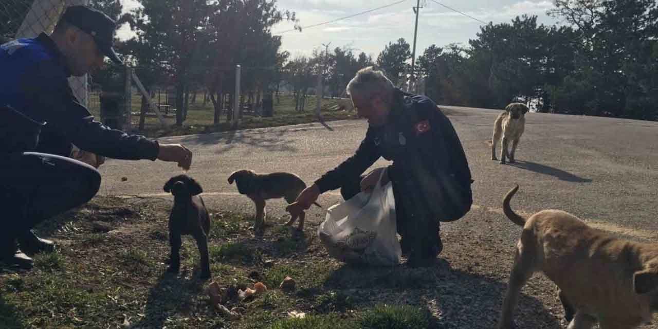 Zabıta ekipleri, sokak hayvanlarını besledi