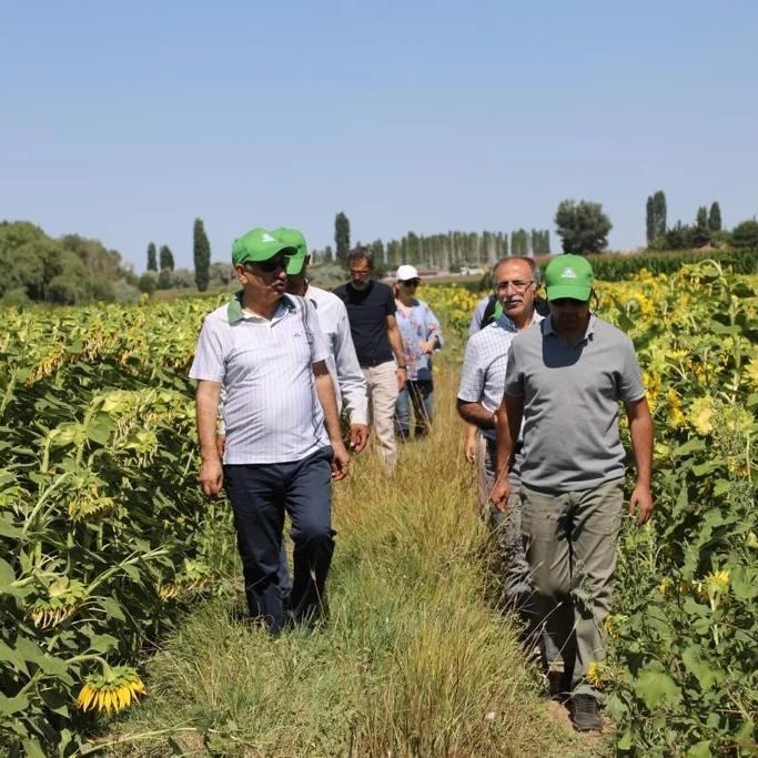 Yağlık Ayçiçeği ve Kuru Fasulye ekili araziler gezildi