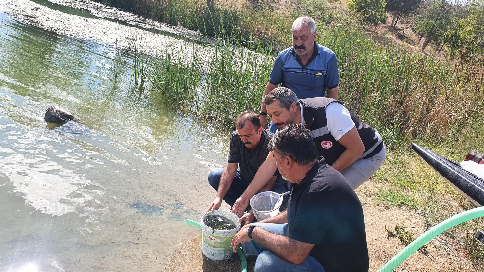 Kapulukaya’ya 140 bin pullu sazan bırakıldı