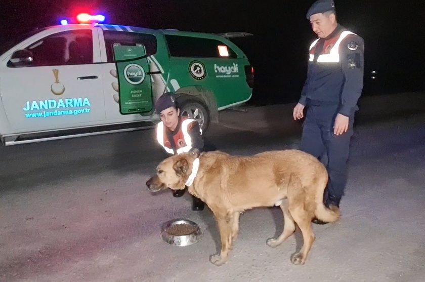 Sokak köpeklerine reflektörlü tasma