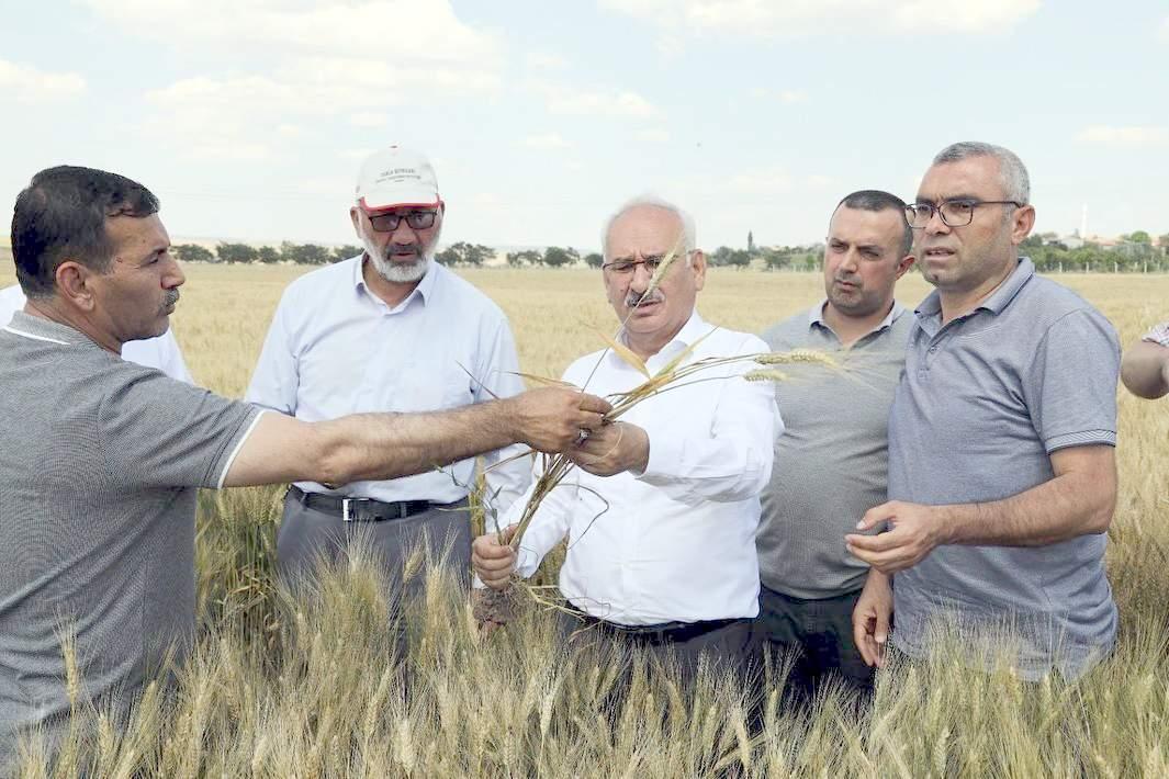 Yeşil Mercimek Ekili Alanda Kontroller Yapıldı